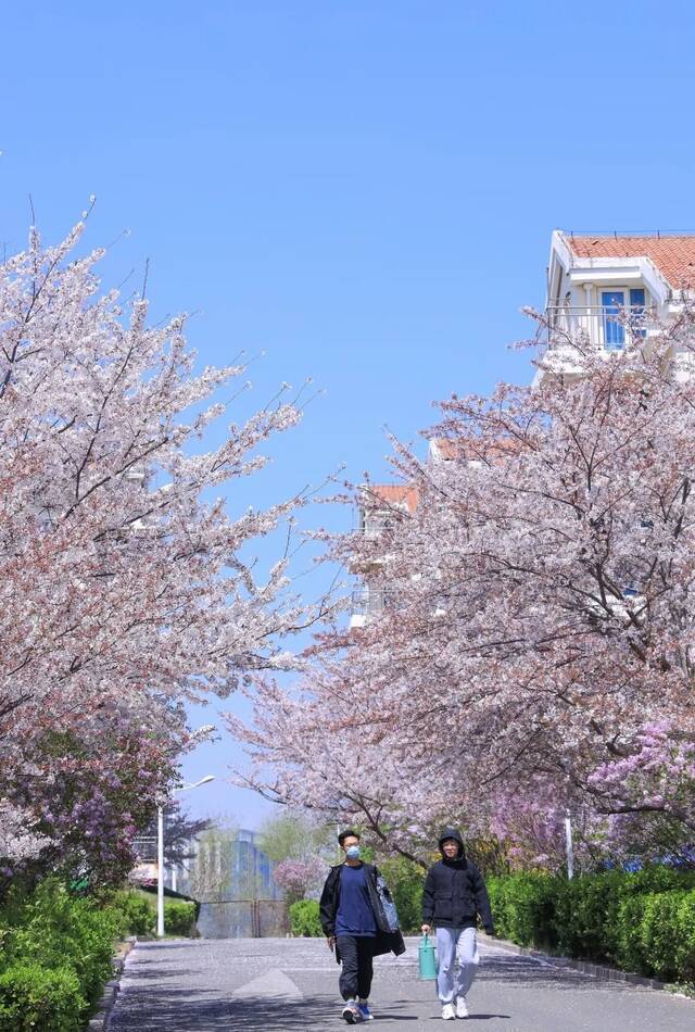 海大的春天，也太好看了！