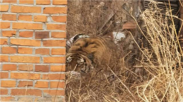 保命伤虎需负法律责任吗？六问猛虎下山袭车伤人为哪般