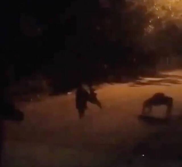 中美洲国家哥斯达黎加民居监控视频拍到神秘4腿怪在街上诡异爬行附近狗狗狂吠