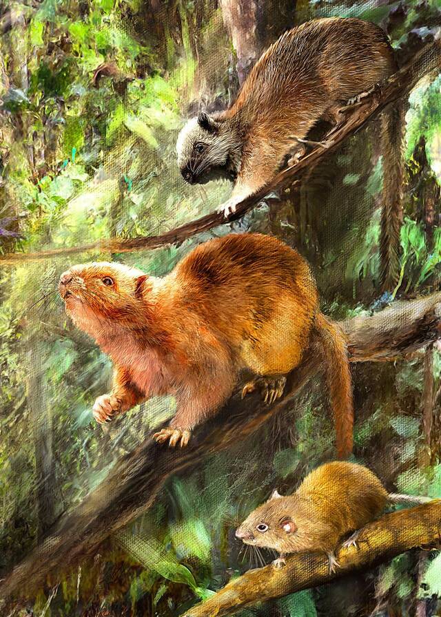 三种新云鼠化石物种可能样子的复原图