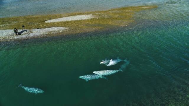 史盖瑞从加拿大北极圈的一处河湾观察白鲸，每年春季融冰期之后，大约2000只白鲸会聚集在那里，有些白鲸会迁徙长达1600公里的距离。它们在这处河口生下幼鲸，并与其