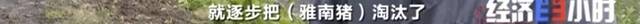 8个品种本土种猪灭绝！我们餐桌多为“外来猪”？！本土“二师兄”去哪了？