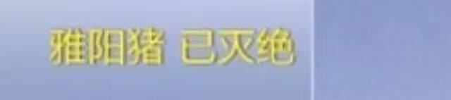 8个品种本土种猪灭绝！我们餐桌多为“外来猪”？！本土“二师兄”去哪了？