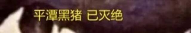 8个品种本土种猪灭绝！我们餐桌多为“外来猪”？！本土“二师兄”去哪了？