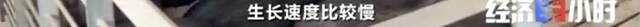 8个品种本土种猪灭绝！我们餐桌多为“外来猪”？！本土“二师兄”去哪了？