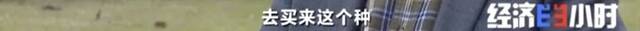 8个品种本土种猪灭绝！我们餐桌多为“外来猪”？！本土“二师兄”去哪了？