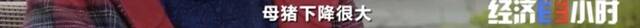 8个品种本土种猪灭绝！我们餐桌多为“外来猪”？！本土“二师兄”去哪了？