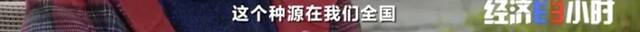 8个品种本土种猪灭绝！我们餐桌多为“外来猪”？！本土“二师兄”去哪了？