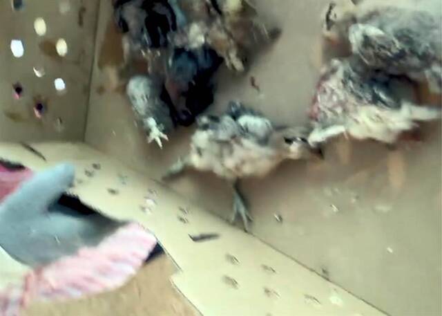 台湾一养鸡场遭殃，老鹰闯入生吞8颗鸡头，吓死近千只小鸡