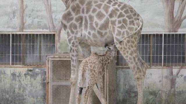 在喝奶中的南非长颈鹿宝宝