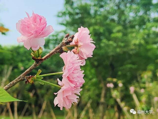 今年樱花最浪漫！花开，我们都在！