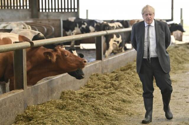 英国首相约翰逊4月26日代表保守党在威尔士参加竞选活动期间访问一座农场。（美联社）