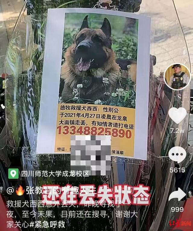 成都救援犬“西西”失踪引数百万网友关注，抗洪中曾救8个人