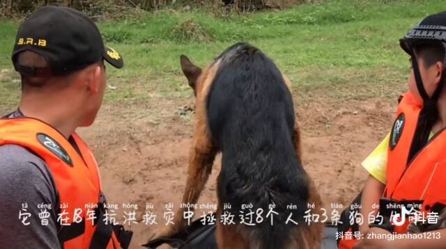 成都救援犬“西西”失踪引数百万网友关注，抗洪中曾救8个人