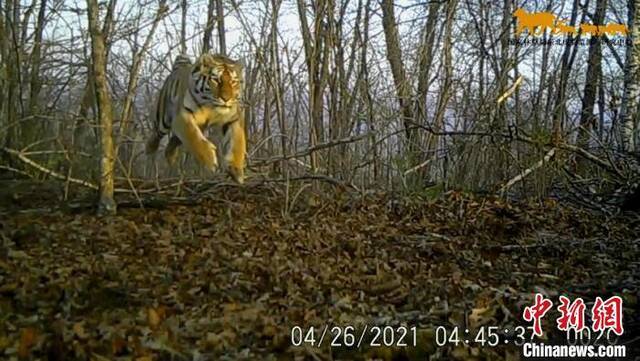 中国罕见拍到野生东北虎捕猎视频 专家：不惊扰才能更好保护