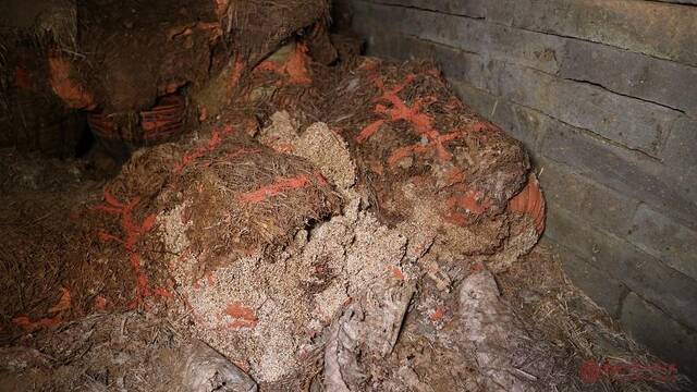 西安汉墓发现罕见用麻袋储藏的粮食及苇席等多种有机物
