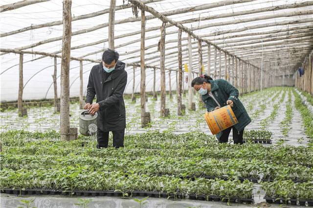 在阿克苏市依干其乡良种尤喀克乔格塔勒村的温室大棚里，蔬菜苗的穴盘整齐地排列在移动育苗床上，村民正忙着培育各种蔬菜苗。（杨硕摄）