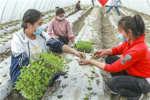 在阿瓦提县阿依巴格镇托万克阿依库勒村蔬菜种植基地，工作队带领村民种植西红柿、辣椒、茄子等蔬菜苗。（曾冬梅摄）