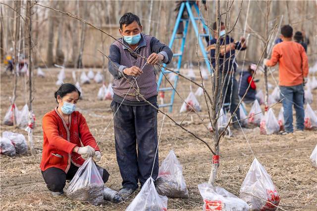 在库车市齐满镇齐满一村金太阳林果业农民专业合作社的百亩梨园内，群众为梨树进行压枝、修剪，提高果树挂果率。(姜红梅摄)