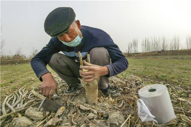 在新和县塔什艾日克镇阔什艾日克村田间地头，村民通过科学的方式嫁接优质的核桃苗，进一步提升核桃品质和产量。（杨丽丽摄）