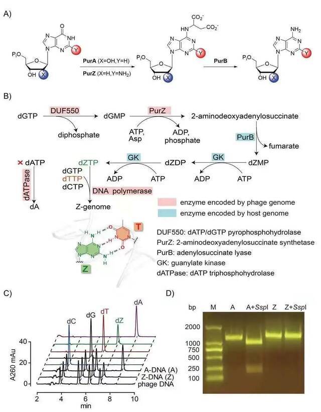 重磅！天大一篇Science刊发！