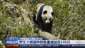 四川卧龙自然保护区有149只野生大熊猫 这个数据是怎么来的？