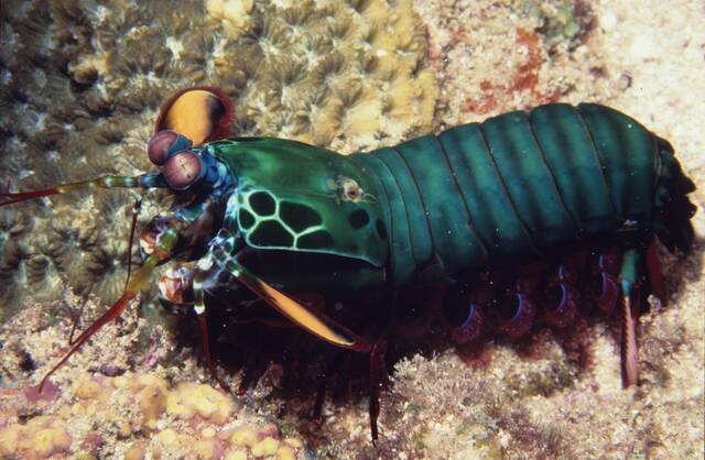 螳螂虾的幼虾在孵化后仅9天就有很强的战斗力