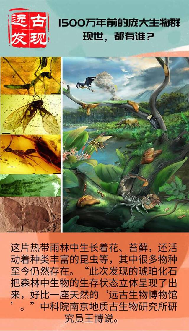 漳浦生物群是物种极其丰富的热带季雨林化石库：世界四大琥珀生物群之一