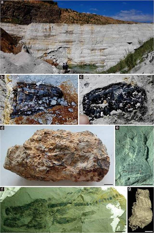 漳浦生物群产地的野外露头和各类化石