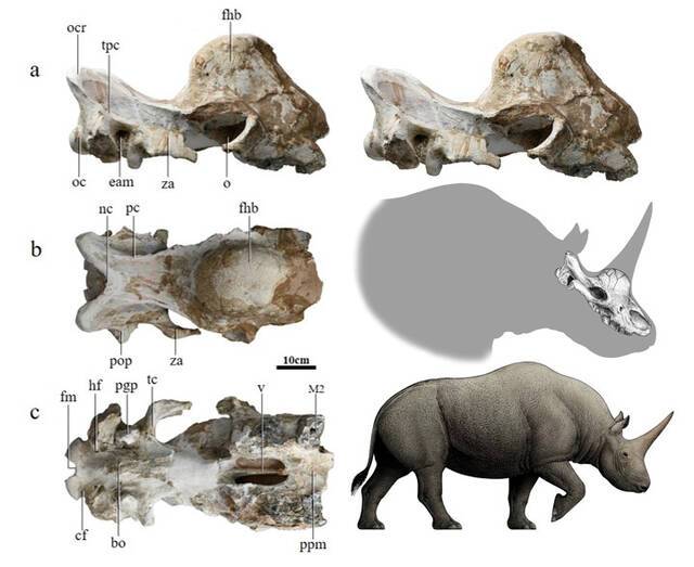 陕西定边原始板齿犀（Elasmotheriumprimigeniussp.nov.）正型头骨及复原图（陈瑜绘）（孙丹辉供图）