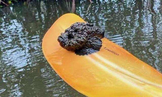 澳洲游客划独木舟时挖起一团“烂泥巴”原来是世界上最毒的鱼类“石鱼”