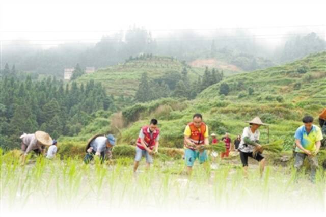 2020年7月13日，在广西融水苗族自治县大浪镇上里村，驻村工作队员杨崛（右三）正在帮助村民栽插单季稻。龙林智摄（影像中国）