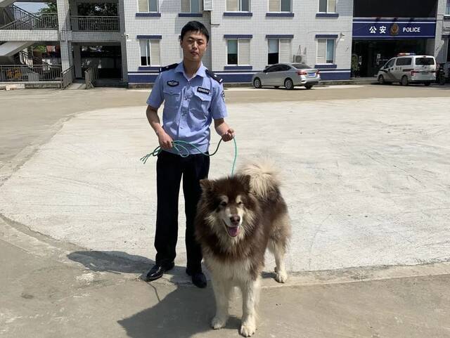 警方急寻阿拉斯加犬主人：再不领走就把派出所吃穷了