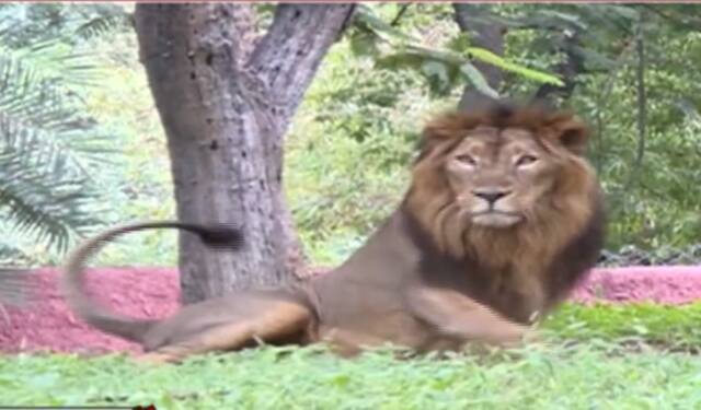 尼赫鲁动物园的狮子（视频截图）