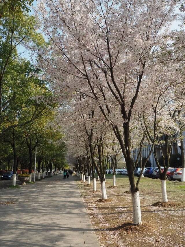 逸夫图书馆建设之初修改图纸，原因竟是······