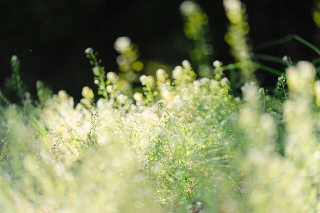 盛夏始 万物秀  莫负立夏好时节