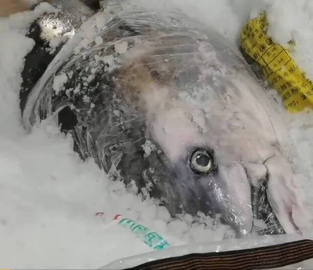 海南三亚渔民捕获350公斤重鲔鱼被10万元买走行家：应该卖100万