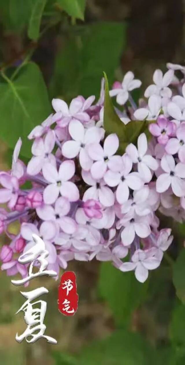 立夏  细雨知春去，一晴焕立夏