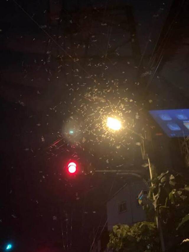 白蚁爆发盘踞路灯。图自台湾中时新闻网