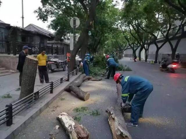 北京大风致41棵树木倒伏，园林绿化部门连夜巡查处置