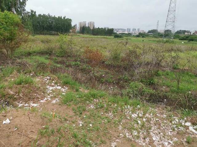 竹城村内大量土地荒废，荒草丛生。本文图片均为澎湃新闻记者戴越图
