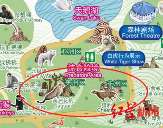 直击杭州野生动物世界搜寻外逃金钱豹现场 知情人：上个月看见园区在施工