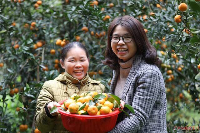 灵川县潭下镇合群村的脱贫户邓全香种植的砂糖橘喜获丰收。图为邓全香（左）与纪委帮扶干部陶丰林（右）采摘时的幸福微笑。（灵川县纪委监委秦惠鲸竹/摄）