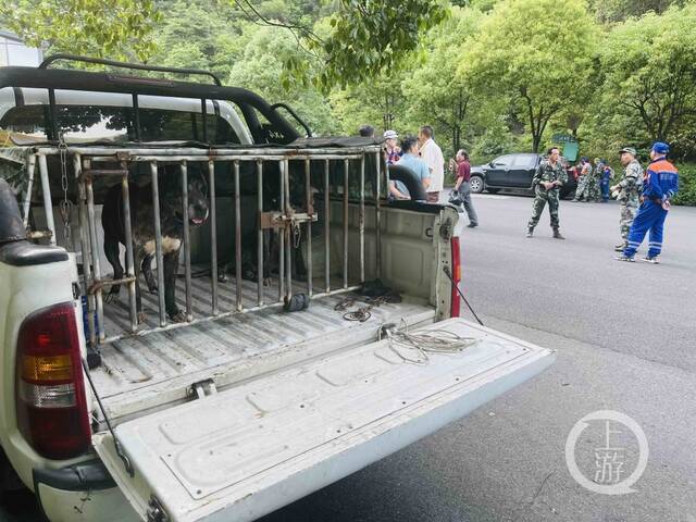 ▲5月9日，浙江杭州，经过休整，两只搜救犬将继续投入对金钱豹的搜寻工作。摄影/上游新闻记者时婷婷
