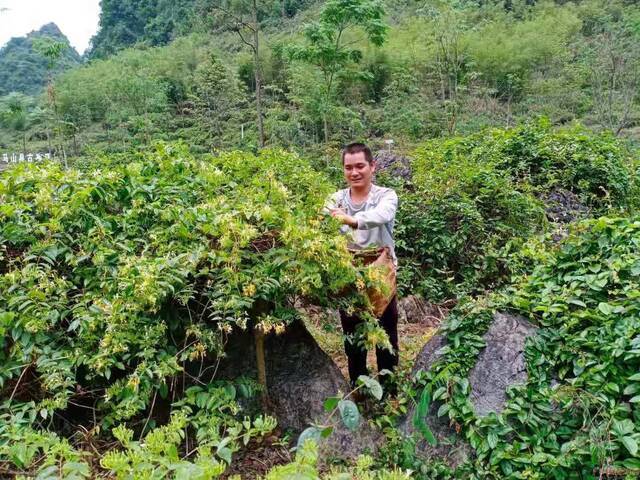 马山县古寨瑶族乡潘福贵在采摘自家的金银花。