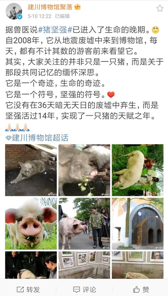 建川博物馆修改微博称，“猪坚强”已进入生命晚期。微博截图