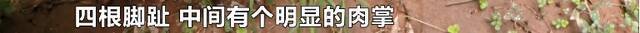 湖南浏阳一山上有“大猫”？！相关照片流出，一串神秘脚印吓坏村民