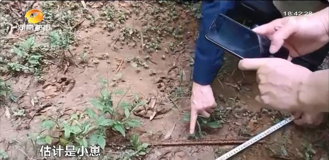 湖南浏阳一山上有“大猫”？！相关照片流出，一串神秘脚印吓坏村民