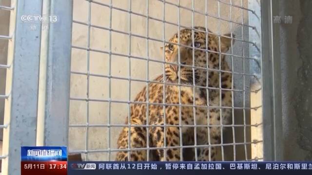 杭州野生动物世界追回的第二只金钱豹右后肢有外伤 进食量增加
