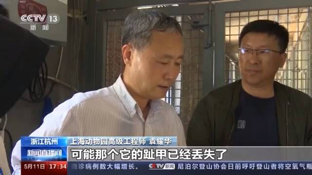 杭州野生动物世界追回的第二只金钱豹右后肢有外伤 进食量增加